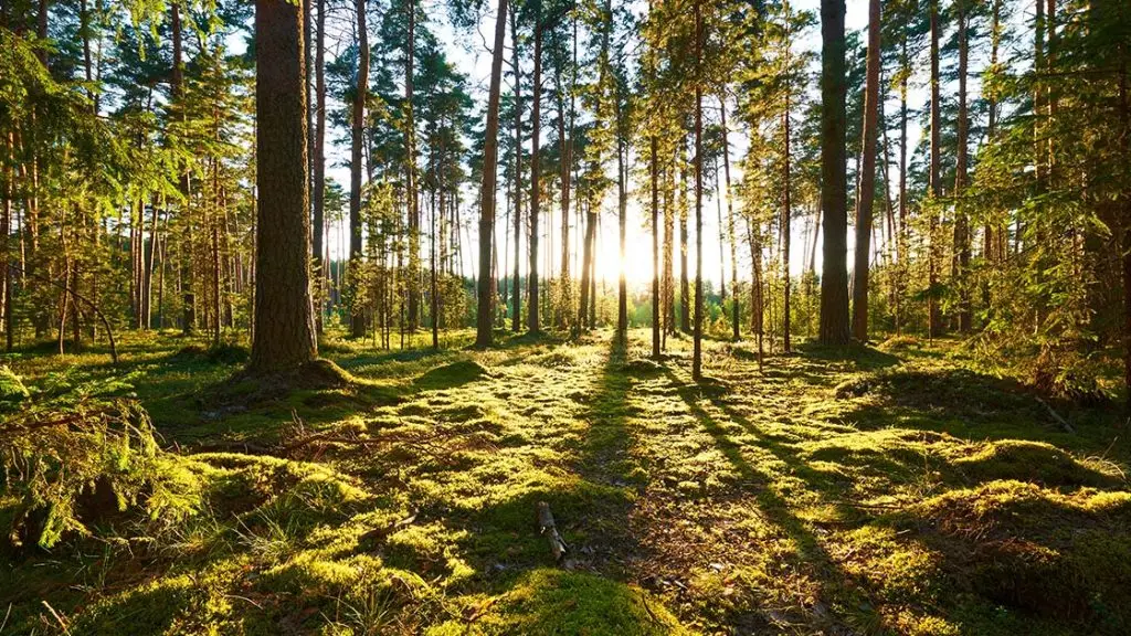 sostenibilità digitale e foresta digitale su treedom, ilaria dutto